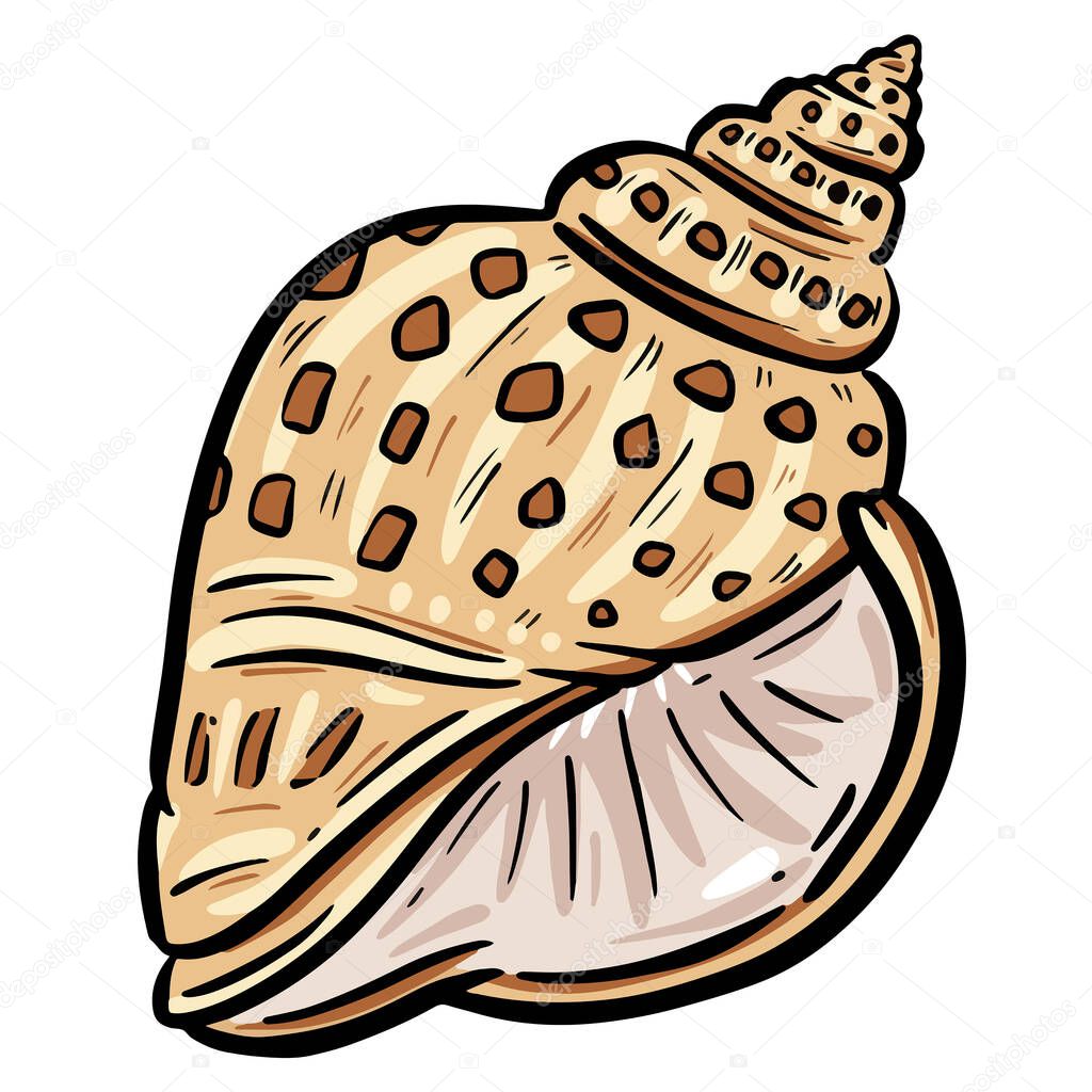 Hand drawn clipart illustration of seashell shell mollusc seaside shellfish