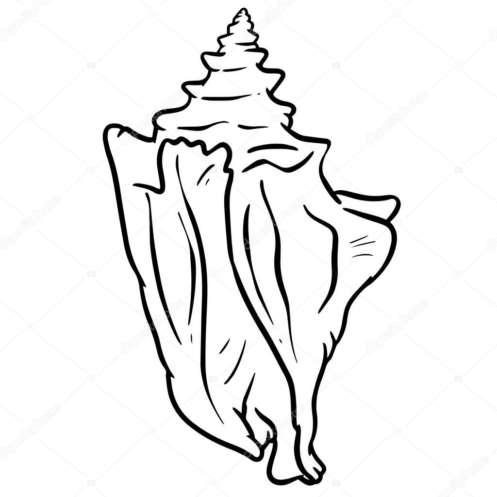Hand drawn clipart illustration of seashell shell mollusc seaside shellfish