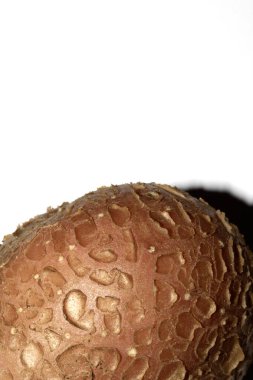 Bahçede yetişen patates pul pul derili kabuk mantarı. Beyaz arka planda doğal.