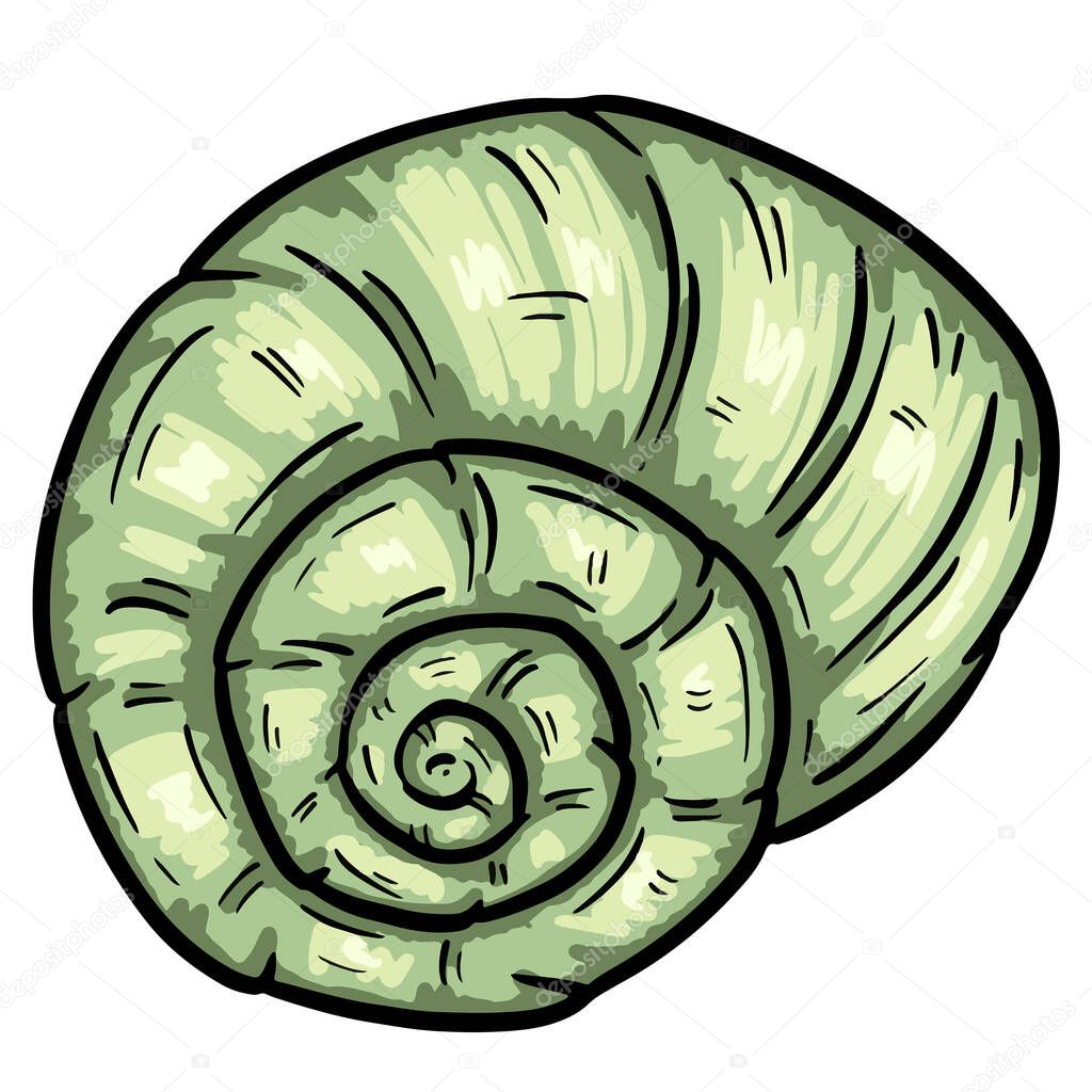 Hand drawn clipart illustration of seashell shell mollusc seaside shellfish