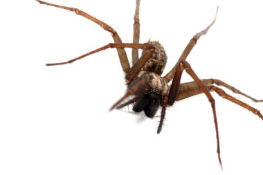 Beyaz arka planda büyük bir İngiliz ev örümceği