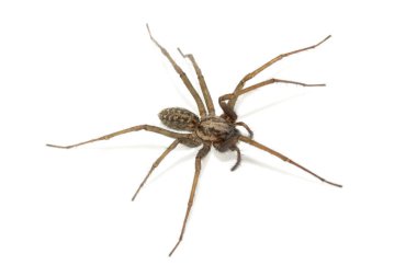 Beyaz arka planda büyük bir İngiliz ev örümceği