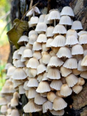 Sonbaharda ağaç kütüğünde büyüyen peri mürekkepli mantar mantarını kapat.