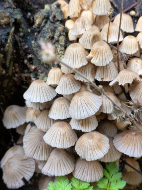 Sonbaharda ağaç kütüğünde büyüyen peri mürekkepli mantar mantarını kapat.