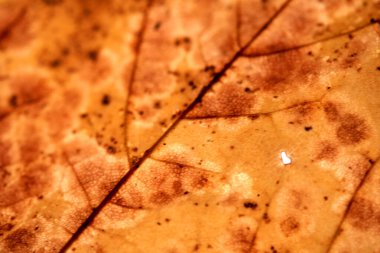 Düşen çürüyen yaprağın, arka planda derin kırmızılar ve kahverengiler için çatlaklara ve damarlara yakın.