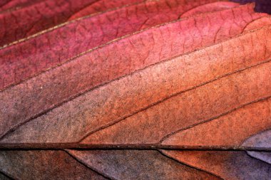 Güzel, soyut sonbahar yaprağı damarları canlı renklerle boyanmış, yakın yapraklar.