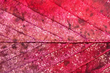 Güzel, soyut sonbahar yaprağı damarları canlı renklerle boyanmış, yakın yapraklar.