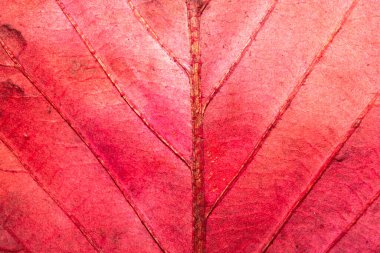 Güzel, soyut sonbahar yaprağı damarları canlı renklerle boyanmış, yakın yapraklar.