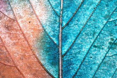 Güzel, soyut sonbahar yaprağı damarları canlı renklerle boyanmış, yakın yapraklar.