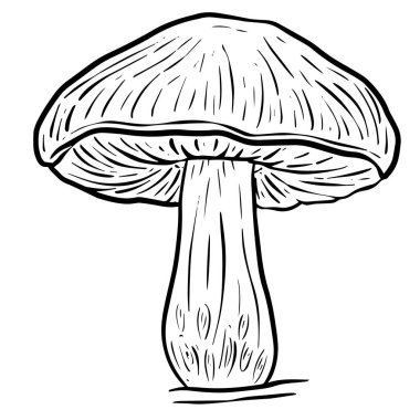 Bir Mantar Mantarı veya Toadstool Vektör Çizgi Filmi Vahşi