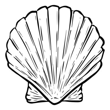 El çizimi deniz kabuğu yumuşakçaları kabuklu deniz ürünleri.