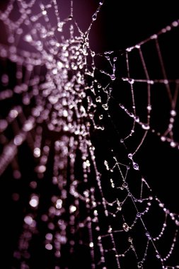 Su damlacıklarıyla örümceğin örümceği ağı
