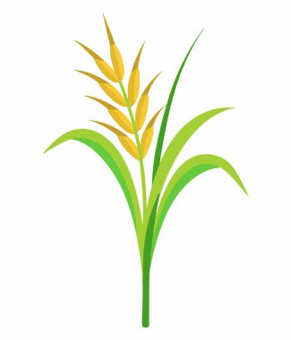 Rice or Wheat Plant Vector Illustration Isolated on White
