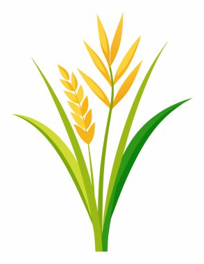 Rice or Wheat Plant Vector Illustration Isolated on White