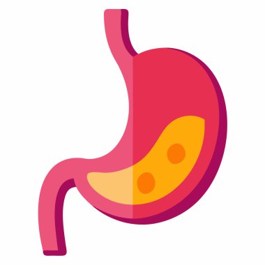 Human Stomach Vector Illustration Isolated on White