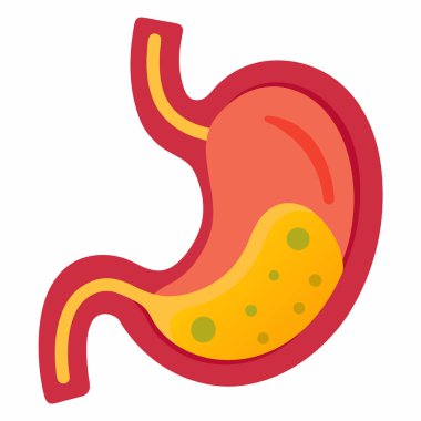 Human Stomach Vector Illustration Isolated on White