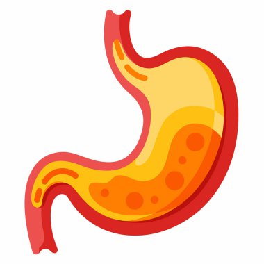 Human Stomach Vector Illustration Isolated on White