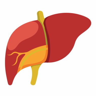 Human Liver Vector Illustration Isolated on White