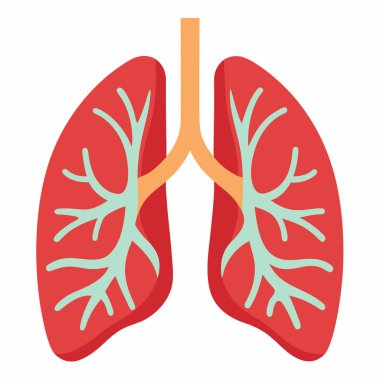 Anatomy of Lungs | Respiratory System Illustration EPS