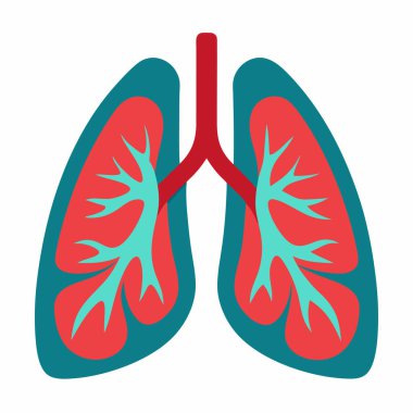 Anatomy of Lungs | Respiratory System Illustration EPS