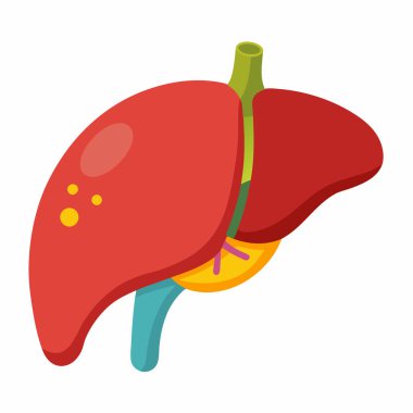Human Liver Vector Illustration Isolated on White