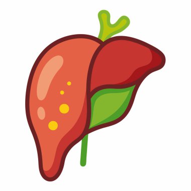 Beyaz Arkaplanda İnsan Karaciğeri Vektör İllüstrasyonu