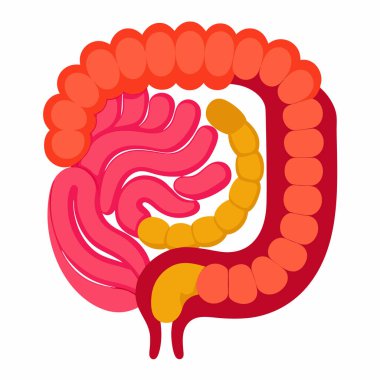 Human Intestines Vector Illustration Isolated on White