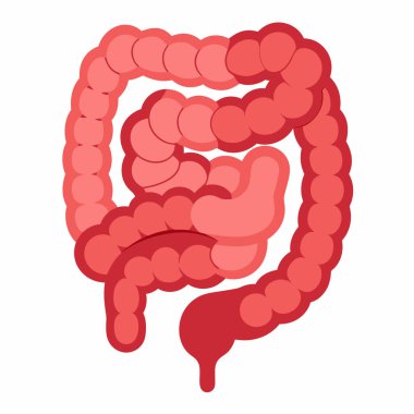 Human Intestines Vector Illustration Isolated on White