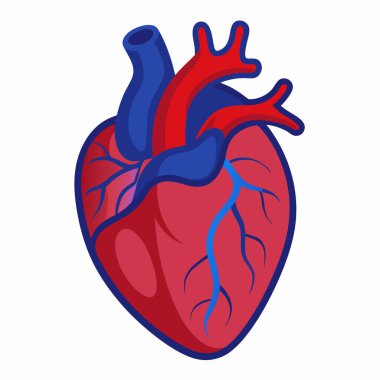 Human Heart Vector Illustration Isolated on White