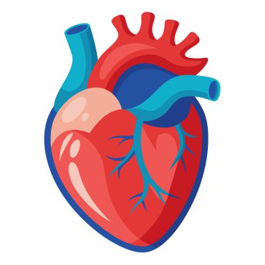 Human Heart Vector Illustration Isolated on White