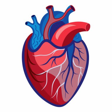 Beyaz Arkaplanda İnsan Kalbi Anatomik Vektör İllüstrasyonu