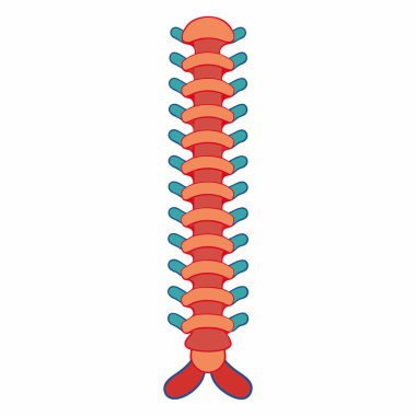 Human Spine Vector Illustration Isolated on White