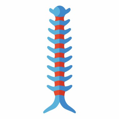 Human Spine Vector Illustration Isolated on White
