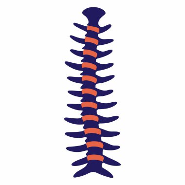 Human Spine Vector Illustration Isolated on White