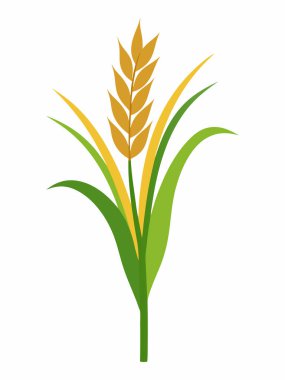 Rice or Wheat Plant Vector Illustration Isolated on White