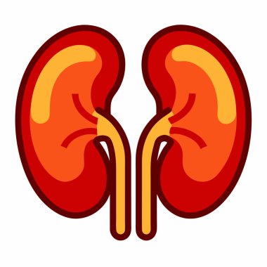 İnsan Böbrekleri Vektör İllüstrasyonu: 124; Beyaz Arkaplanda EPS Tıbbi Tasarım