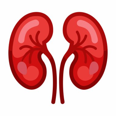 İnsan Böbrekleri Vektör İllüstrasyonu: 124; Beyaz Arkaplanda EPS Tıbbi Tasarım