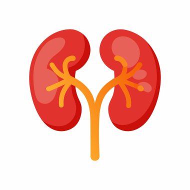 Anatomik Böbrek Grafiği: 124; Düzenlenebilir EPS Tıbbi Vektörü