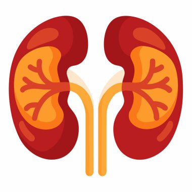 Anatomik Böbrek Grafiği: 124; Düzenlenebilir EPS Tıbbi Vektörü