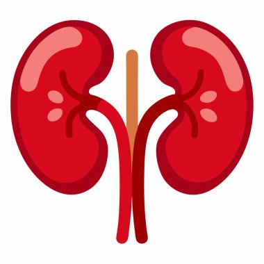 Anatomik Böbrek Grafiği: 124; Düzenlenebilir EPS Tıbbi Vektörü