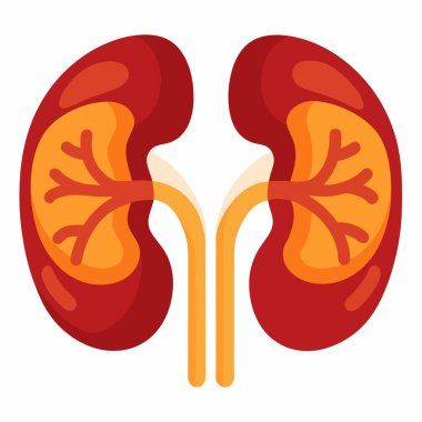 İnsan Böbrekleri Vektör İllüstrasyonu: 124; Beyaz Arkaplanda EPS Tıbbi Tasarım