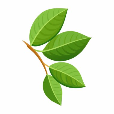 Beyaz arkaplanda yeşil çay yaprakları