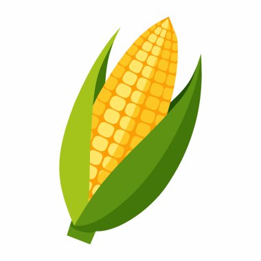 Bütün mısır koçanları beyaza izole edildi.