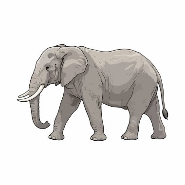 Beyaz Asgari Vahşi Yaşam Hayvan Resimleri Üzerine Fil Vektörü