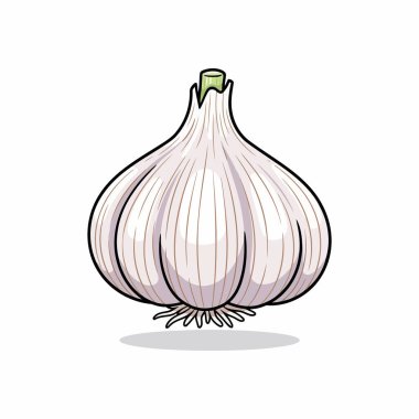 Taze organik beyaz sarımsak ampulü. Beyaz arka planda yalıtılmış deri ve kökleri var.