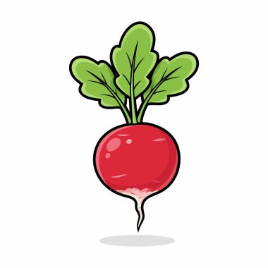 Beyaz arka planda yeşil yapraklı taze organik kırmızı turp çizimi