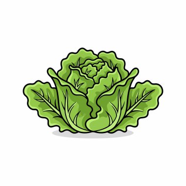 Taze organik yeşil lahana kafası ve beyaz arka planda yalıtılmış yaprakları var.