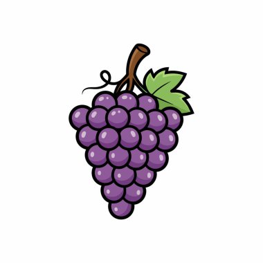 Yeşil yapraklı canlı mor üzümler ve beyaz arka planda kıvırcık sarmaşıklar.