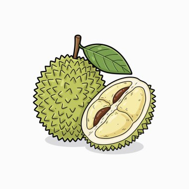 Egzotik tropikal Durian meyve çizimi dikenli bir meyve ve kremalı hamurla birlikte yarım dilimi gösteriyor.