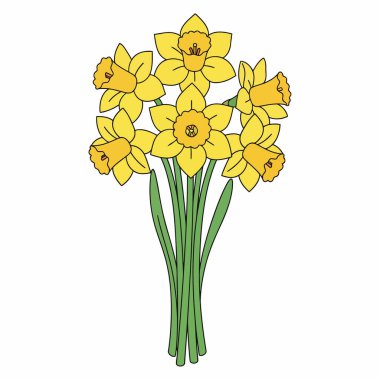 Beyaz, Düz Renkli Botanik EPS Resimleri Üzerine Nergis Çiçeği Vektörü